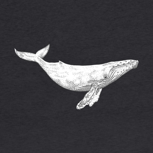 Humpback Whale by lexalion